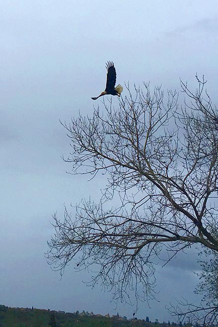 A bald eagle soars above the waters of beautiful Bass Lake