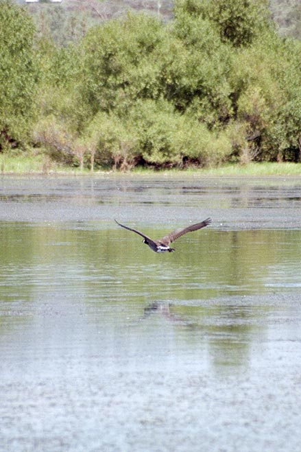 canada goose on bass lake