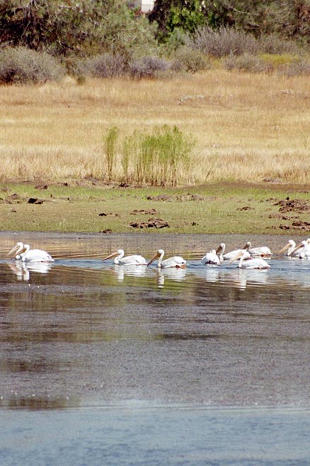pelicans at bass lake