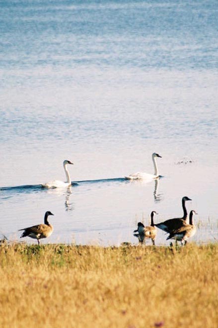 canada geese and swans